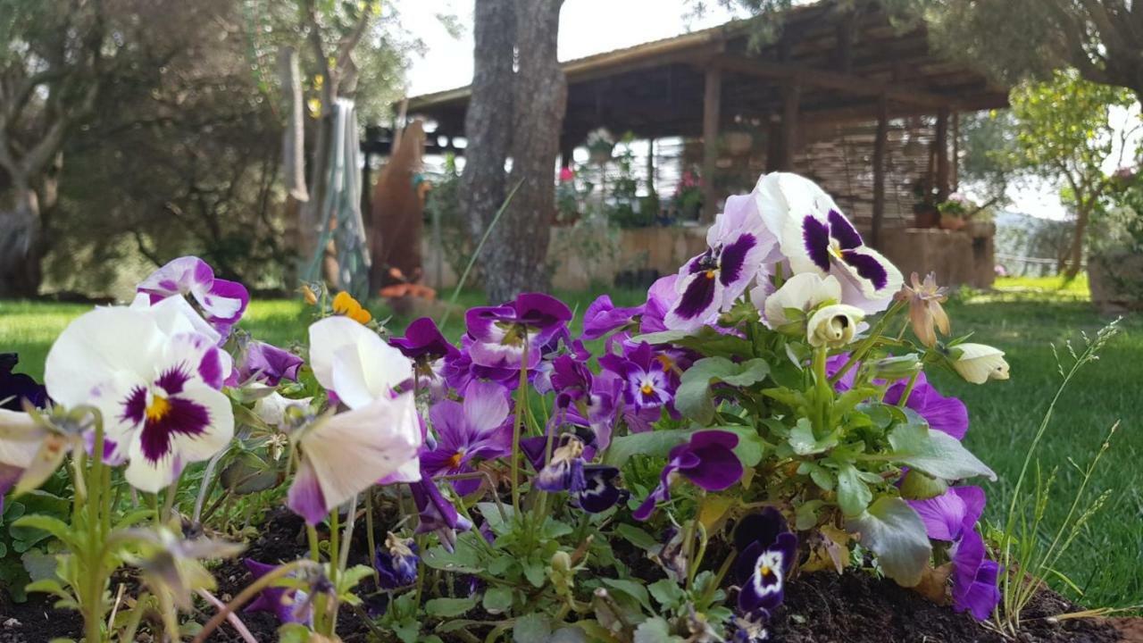 Agriturismo Sa E Padedda Mores Buitenkant foto